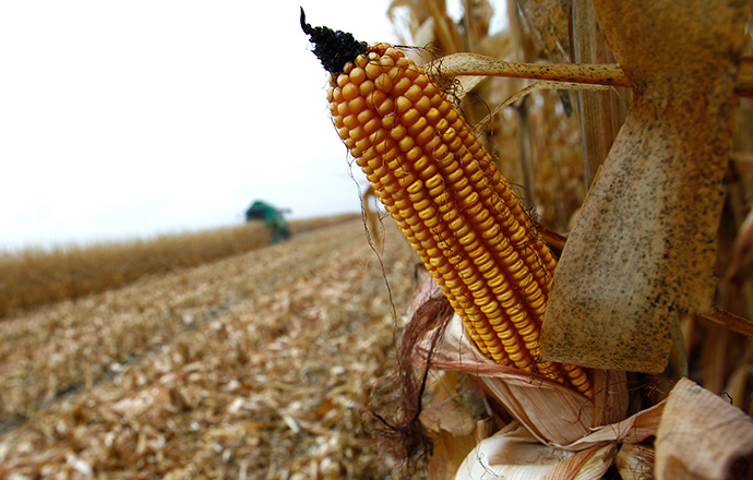 Click to enlarge corn biofuel