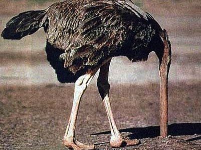 Click to enlarge ostrich