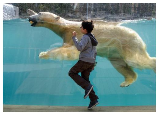 Click to enlarge Polar Bear in Zoo