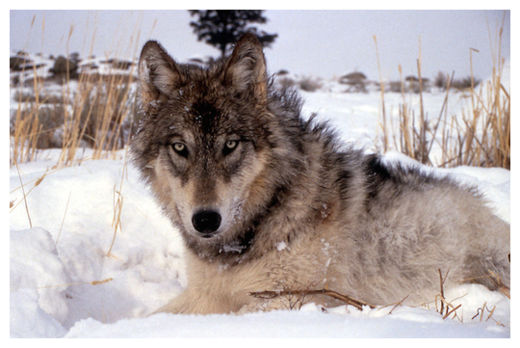 Click to enlarge Wolf