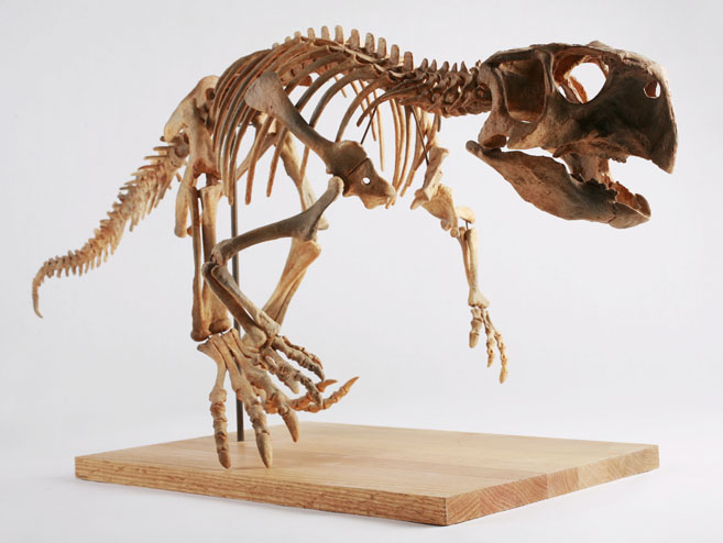 dinosaur skeleton
