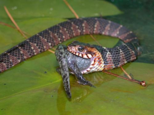 water snake