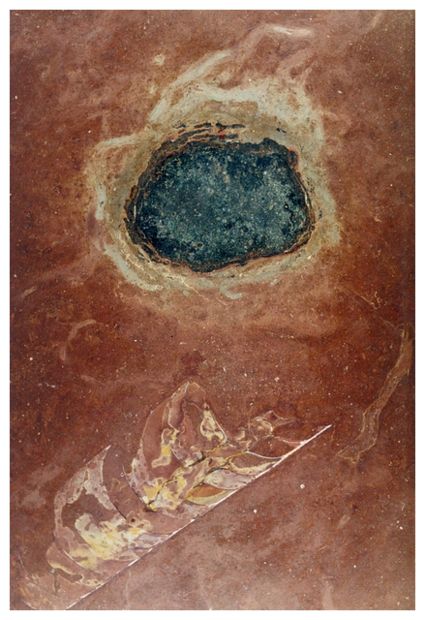 Fossil Shell
