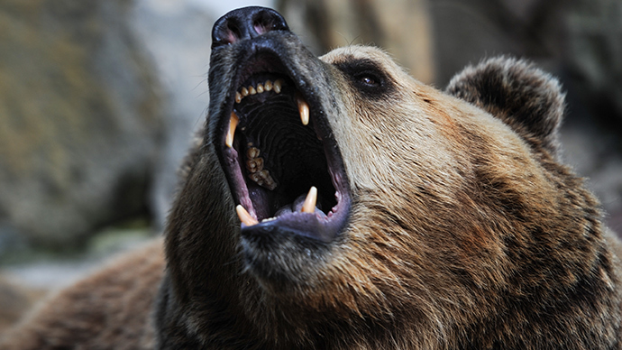 bear