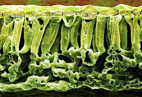 Click to enlarge quantum theory plants