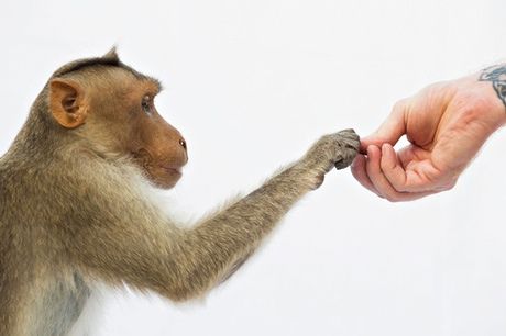 Click to enlarge humans not special