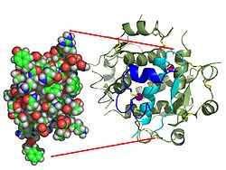 insulin structure