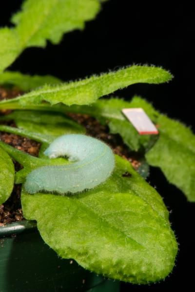 cabbage butterfly caterpillar