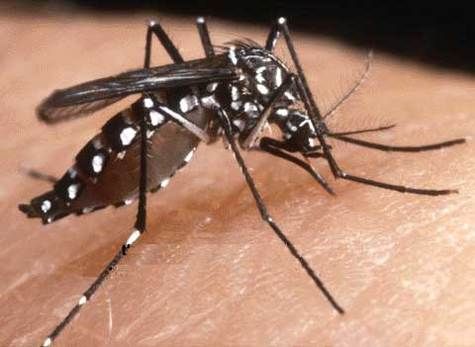 mosquito_chikunguya