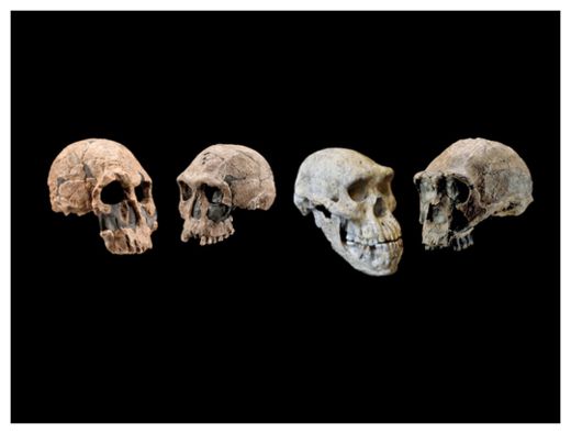 Click to enlarge Fossil Skulls