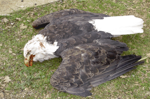 Dead Eagle