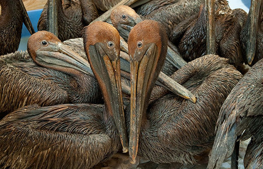 bp oil pelicans