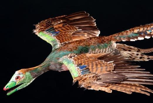 Click to enlarge Archaeopteryx original bird fossil