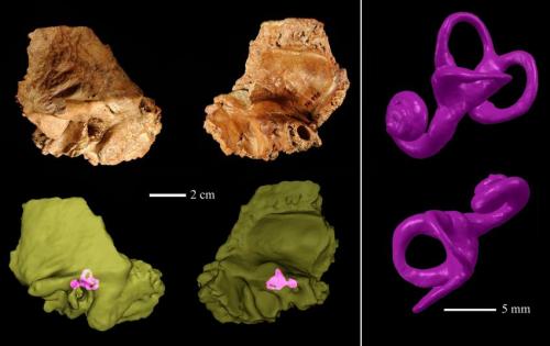 Click to enlarge Temporal bone_1