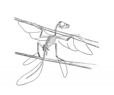 Click to enlarge Scansoriopteryx