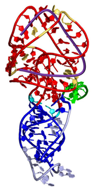 Gene