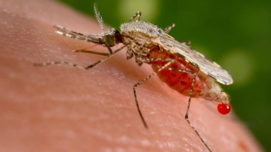 Click to enlarge GM mosquito