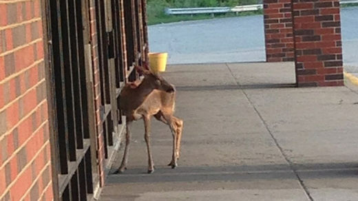  rabid deer
