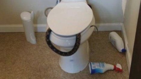 snake in toilet alabama
