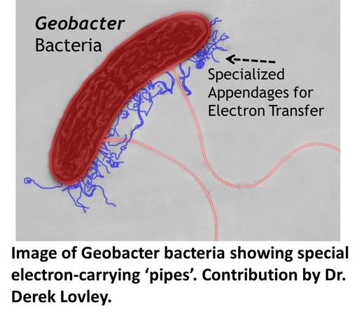 Geobacter
