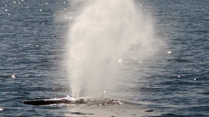 whale