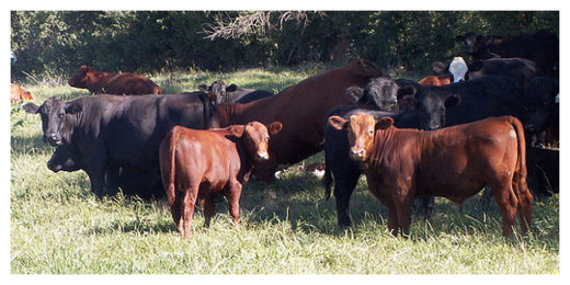 Herd of Black and Red Angus