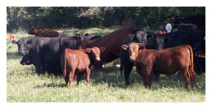 Herd of Black and Red Angus