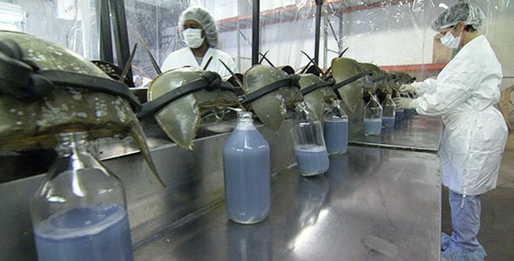 Click to enlarge horseshoe crabs