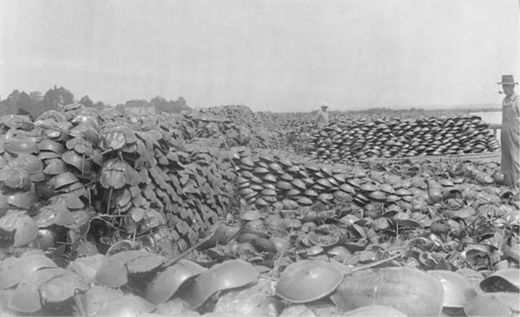 Click to enlarge horseshoe crabs