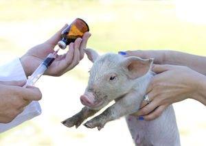 Click to enlarge piglet antibiotics