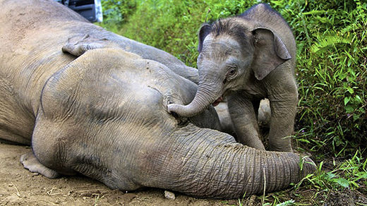 dead elephant