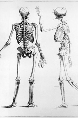 human skeleton