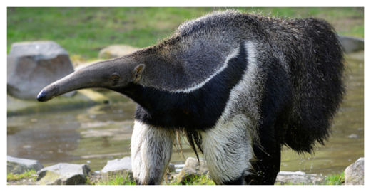 Giant Anteater