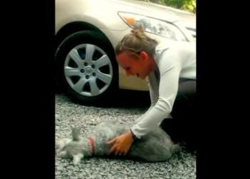 dog faints