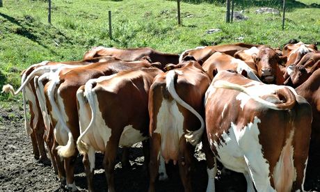 Cows