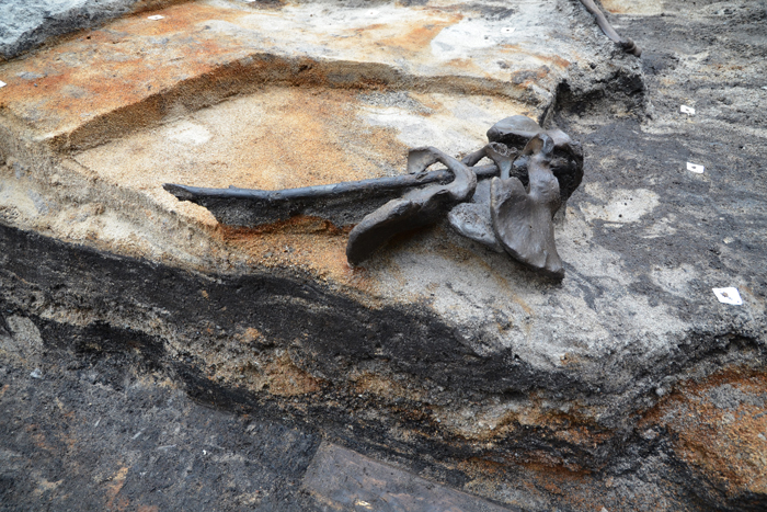 Pelvises