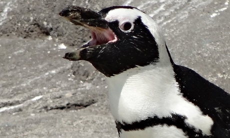 african penguin