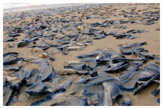 http://www.sott.net/image/s9/197967/large/velella_wash_up_on_west_coast_.jpg