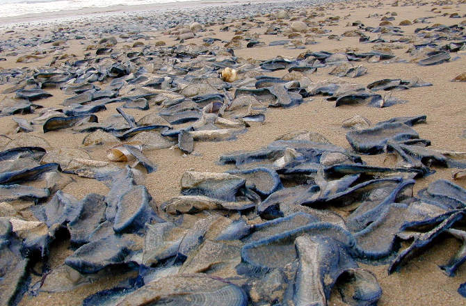 Velella