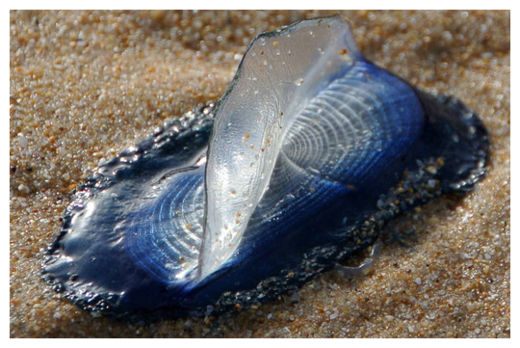 Velella_1