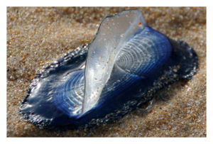 http://www.sott.net/image/s9/197969/medium/velella_wash_up_on_west_coast_.jpg