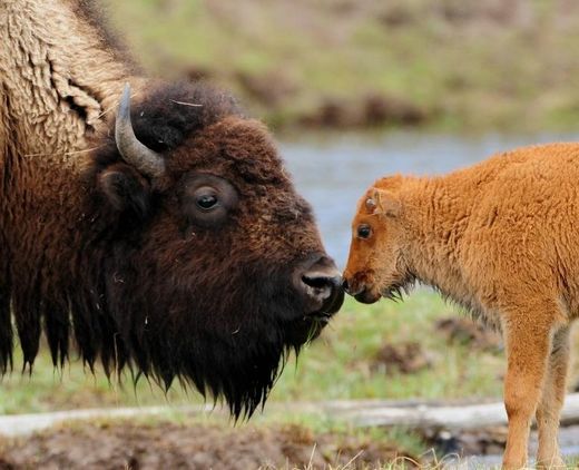 bison mom and calf