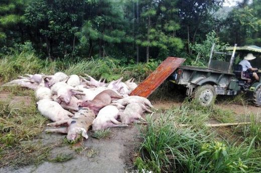 lightening kills pigs
