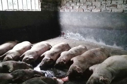lightening kills pigs