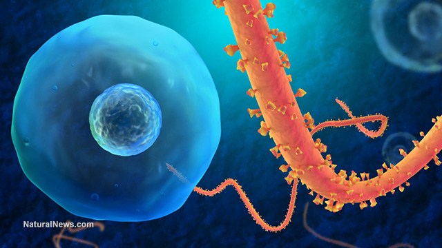 ebola virus
