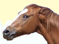angry horse
