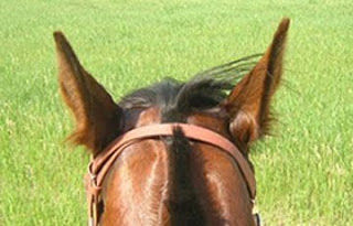 Click to enlarge Swivel ears