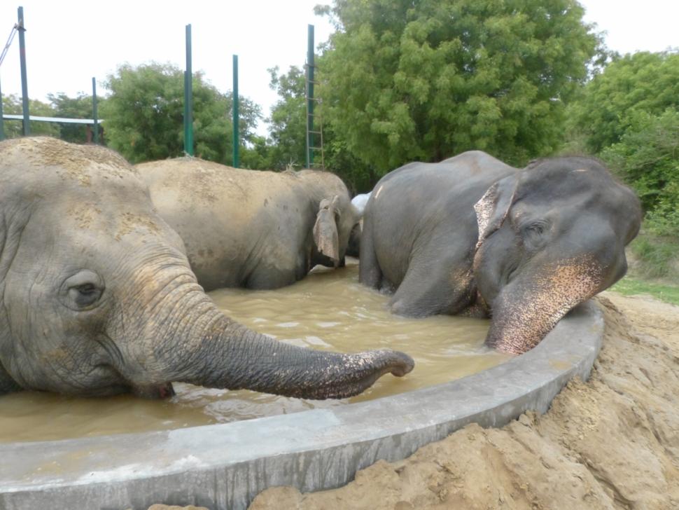 Raju and herd
