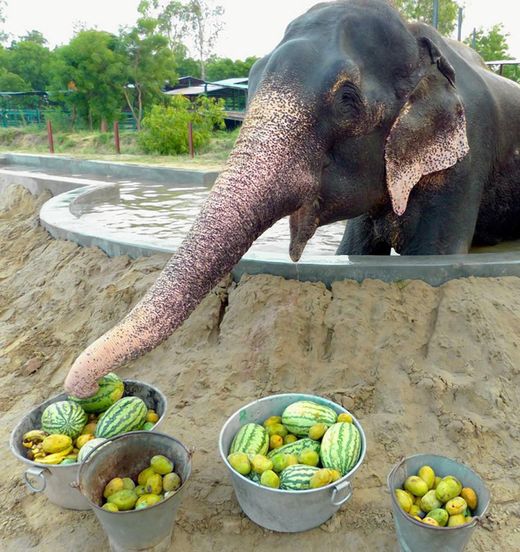 rescued elephant