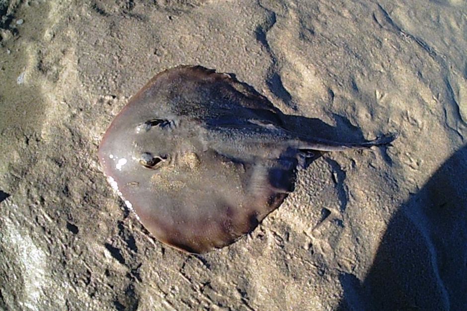 Stingray
